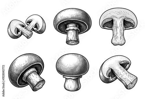 Vintage style woodcut illustration of whole and sliced button mushrooms, featuring detailed engraving and cross-hatching textures in a botanical drawing set.