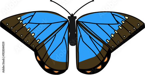 A blue butterfly with brown markings on its wings