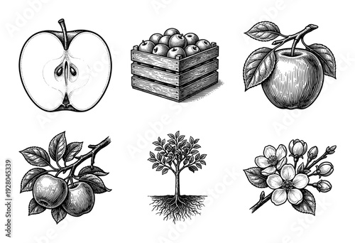 Vintage style apple fruit collection featuring hand drawn engraving illustrations of blossoms trees and harvested crates