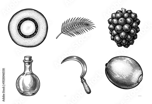 Vintage engraving style collection of oil palm elements featuring fruit bunch, palm frond, harvesting sickle, glass bottle, and cross section of seed.