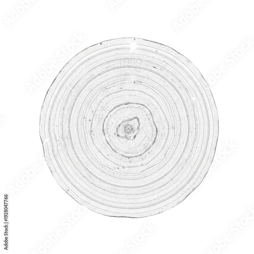 White tree ring cross section texture or pattern