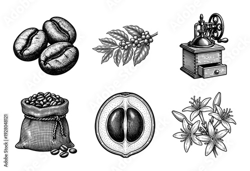 Vintage woodcut style coffee production collection featuring roasted beans, flowering branch, cherries, burlap sack, cross section fruit, and manual grinder.