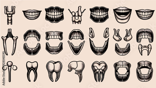 Vintage style medical illustration set of human teeth, jaw bones, and dental anatomy icons for dentistry and healthcare concepts