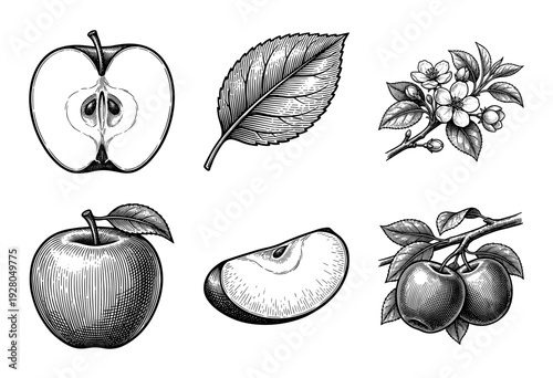 Vintage woodcut style apple fruit illustration set featuring whole apples, cross sections, slices, leaves, and spring blossoms in black ink engraving.