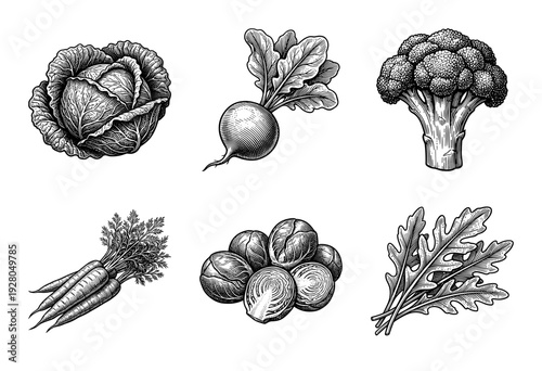 Vintage engraving collection of assorted fresh garden vegetables featuring cabbage broccoli carrots radish and brussels sprouts in a woodcut etching style