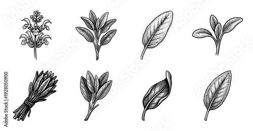 Vintage botanical woodcut illustration set featuring sage herb leaves, flowering sprigs, and a dried bundle in black and white engraving style.