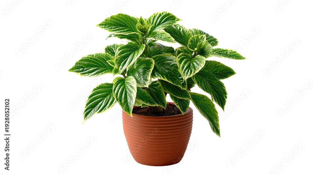 Obraz premium Vibrant Plant Life in a Pot: A lush, flourishing plant, with verdant green leaves edged in delicate white, thrives gracefully inside a terracotta pot, representing the beauty of home decor and nature