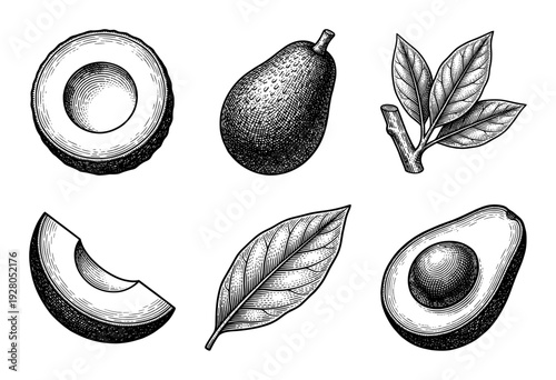 Vintage engraving of avocado fruit set featuring whole fruit, cross sections with pit, slices, and botanical leaves in a detailed woodcut style.