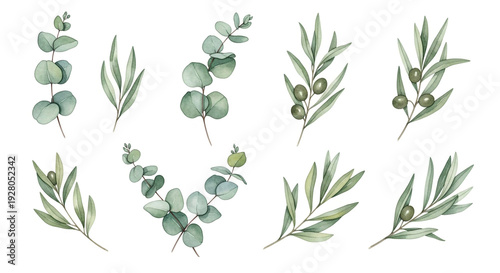 Watercolor Olive and Eucalyptus Leaves in Soft Pastel Colors on White Background for Wedding Invitation