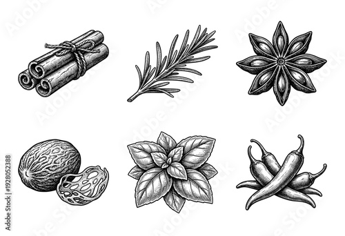 Vintage hand drawn engraving style collection of culinary herbs and spices including cinnamon rosemary star anise nutmeg basil and chili peppers