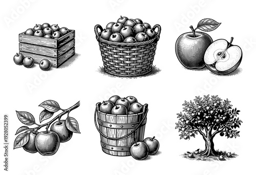 Vintage apple harvest collection featuring hand drawn woodcut style illustrations of fruit baskets crates and orchard trees.