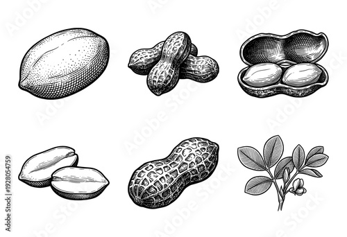 Vintage engraving of peanut plant components including whole shells, cracked pods, individual kernels, and botanical leaves in a classic woodcut style.