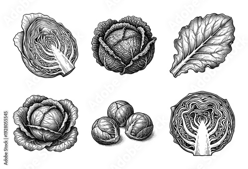 Vintage engraving of various cabbage types and Brussels sprouts including cross sections and whole heads in a detailed woodcut style