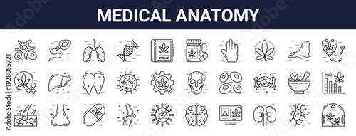 Set of 30 thin line medical anatomy icons including white blood cell, red blood cells, dna structure, reproductive system, knee joint, herbal treatment. Outline vector illustration