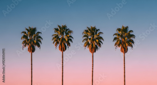 Four palm trees against a gradient sunset sky