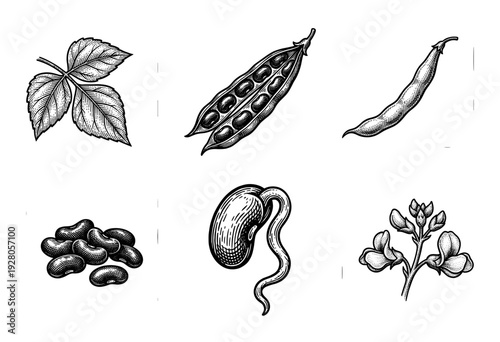Vintage engraving collection of legume plant elements featuring bean pods seeds leaves flowers and a germinated sprout in a hand-drawn woodcut style.