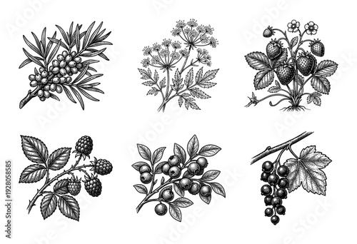 Vintage botanical illustration set of various berries and flowering plants in a detailed black and white woodcut engraving style