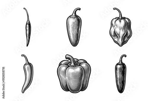 Vintage engraved illustration of diverse pepper varieties including bell, habanero, jalapeno, and chili peppers in a detailed woodcut style.