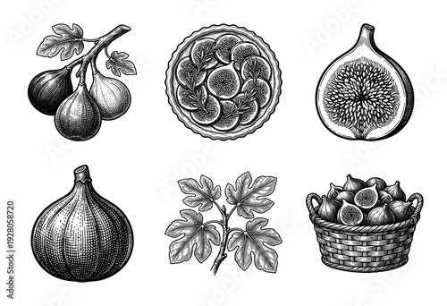 Set of fig fruit illustrations including whole figs, sliced halves, a woven basket, fresh leaves, and a tart in a vintage woodcut engraving style.
