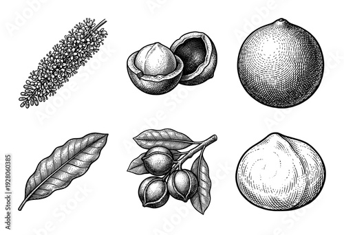 Vintage macadamia nut botanical illustration set featuring flowering raceme, textured leaves, whole husks, cracked shells, and kernels in woodcut engraving style.