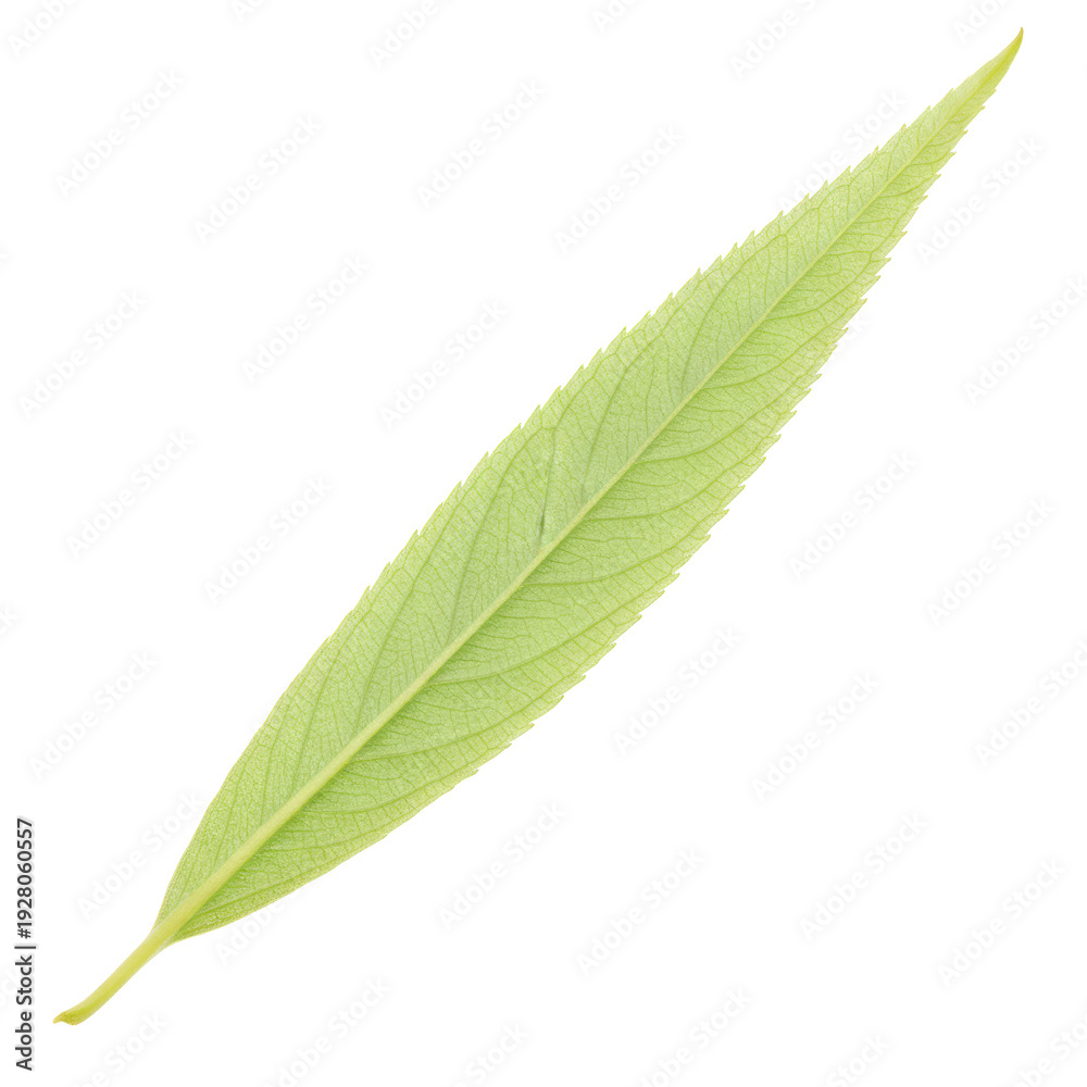 Fototapeta premium Single elongated light green leaf isolated on black background