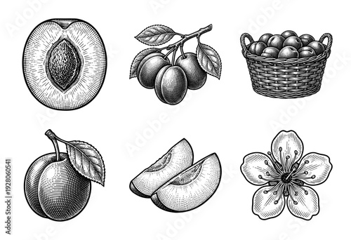Set of botanical plum illustrations in vintage engraving style featuring whole fruit, slices, blossom flower, and a woven basket