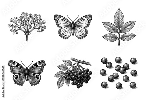 Vintage botanical and entomology collection featuring elderberry blossoms, foliage, dark berries, and detailed butterflies in a classic woodcut engraving style.
