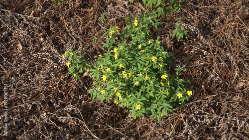 Wallpaper Mural A cluster of Anemone ranunculoides blooms with vivid yellow flowers and divided leaves amid dry leaf litter. This early spring perennial emerges from the dark forest floor in sunlight.  Torontodigital.ca