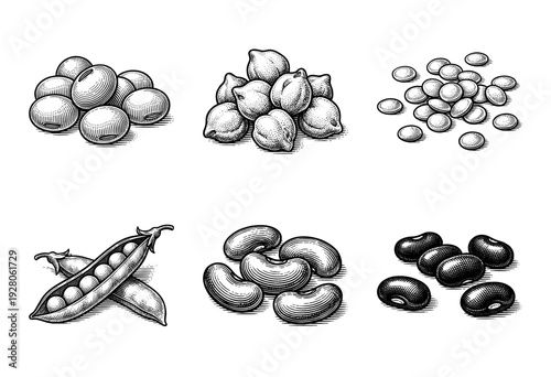 Vintage style engraving collection of various legumes and pulses featuring peas in pods chickpeas lentils soybeans and kidney beans