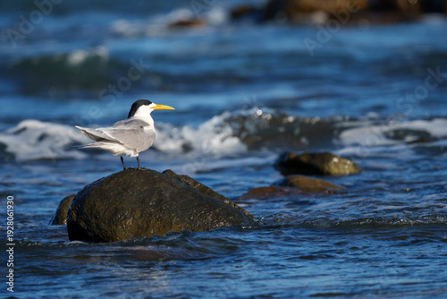 Vászonkép Greater crested tern, also known as swift tern or crested tern (Thalasseus bergii), perches alert on a coastal rock in the clear shallows of the Indian Ocean