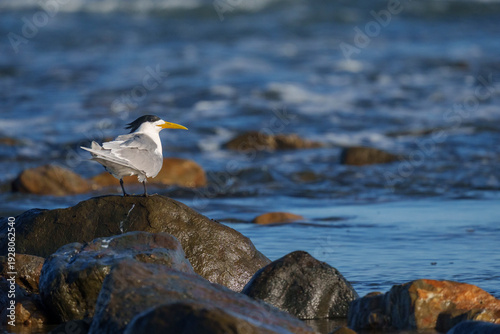 Foto Greater crested tern, also known as swift tern or crested tern (Thalasseus bergii), perches alert on a coastal rock in the clear shallows of the Indian Ocean