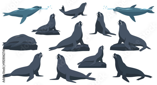 Set of Seal Poses and Actions, Marine Mammal Collection