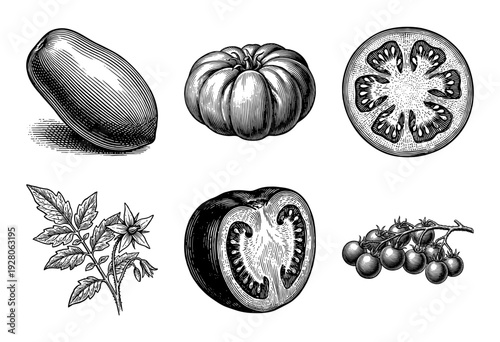 Vintage tomato botanical illustration set featuring heirloom varieties, cherry tomatoes on the vine, cross-sections, and flowering plant stem in a detailed woodcut engraving style.