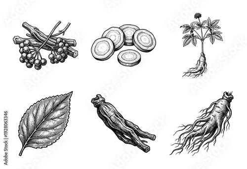 Ginseng root and plant botanical illustration set featuring hand drawn engraving style sketches of medicinal herbs, leaves, and berries
