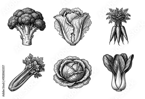 Vintage engraving style collection of healthy green vegetables including broccoli, cabbage, carrots, celery, and bok choy on white
