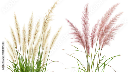 A beautiful illustration of pink and white pampas grass on transparent background