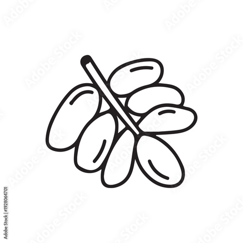 Fresh Date Palm Fruit Branch