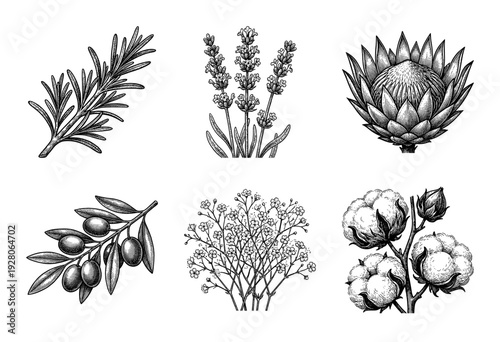 Set of botanical sketches featuring rosemary lavender protea olive branch babys breath and cotton in vintage woodcut style