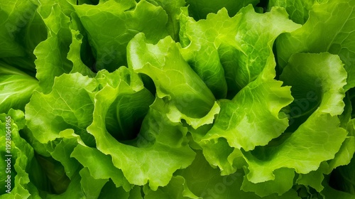 Close-up view of vibrant green lettuce leaves with intricate textures and folds