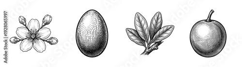 Vintage botanical engraving collection featuring a flower blossom, oval seed, leafy branch, and round fruit in a hand-drawn woodcut style.