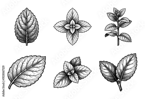 Collection of vintage hand drawn mint leaves and peppermint sprigs in a detailed woodcut engraving style