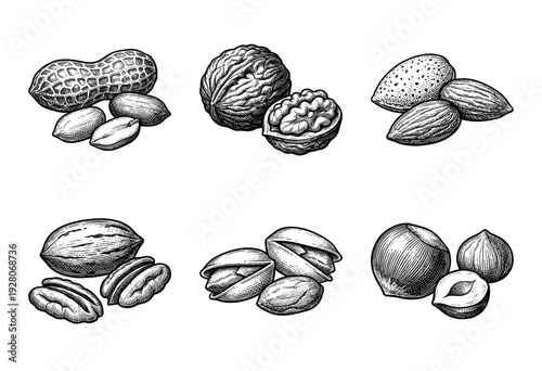 Vintage style botanical illustrations of assorted nuts and seeds featuring peanuts walnuts almonds pecans pistachios and hazelnuts in a hand drawn engraving aesthetic
