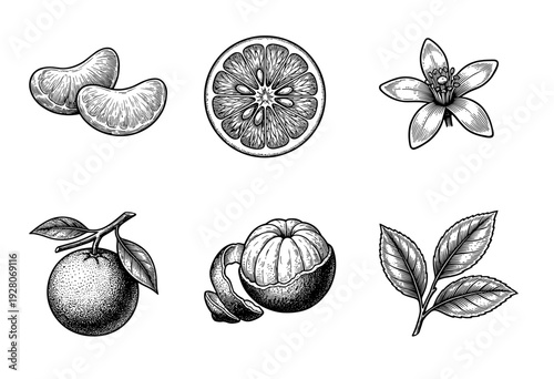 Vintage engraving of citrus fruit botanical set featuring orange segments, cross section, flower blossom, whole fruit on branch, peeled mandarin, and leaves.