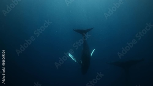 A baby humpback whale swims closely with its mother deep underwater near ʻEua Island, Tonga, gliding gracefully through the blue ocean, showing a tender bond and serene, majestic movement in their