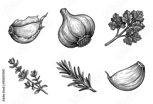 Vintage style botanical illustrations of garlic cloves whole bulb parsley rosemary and thyme sprigs in black ink line art