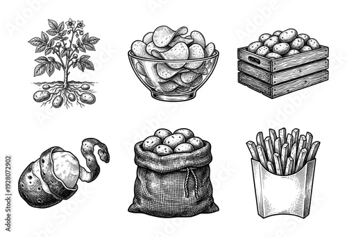 Vintage engraving style potato collection featuring plant anatomy, harvested tubers in crates, sacks, peeled skin, crispy chips, and french fries.