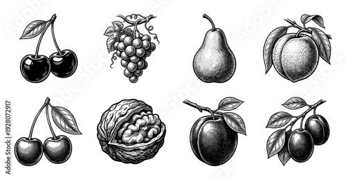 Vintage engraving style collection of assorted fruits and nuts featuring cherries, grapes, pear, peach, walnut, and plums on stems with leaves.