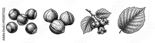 Vintage woodcut style hazelnut botanical illustration set featuring whole nuts in shells and serrated leaves