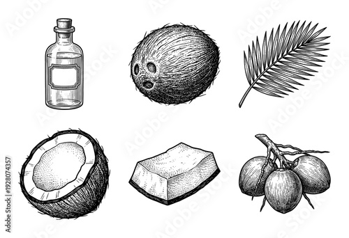 Vintage hand drawn coconut collection featuring whole fruit, half shell, meat piece, palm leaf, oil bottle, and a cluster on branch in a detailed engraving style.