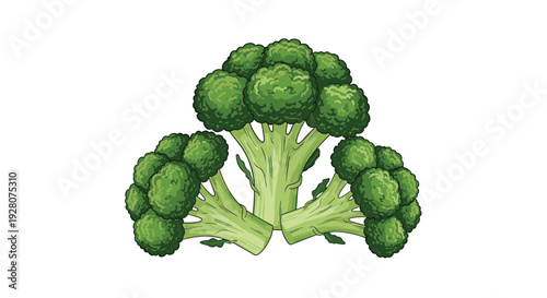 Realistic vegetable illustration of three fresh heads of broccoli arranged together with detailed textures and green color tones.